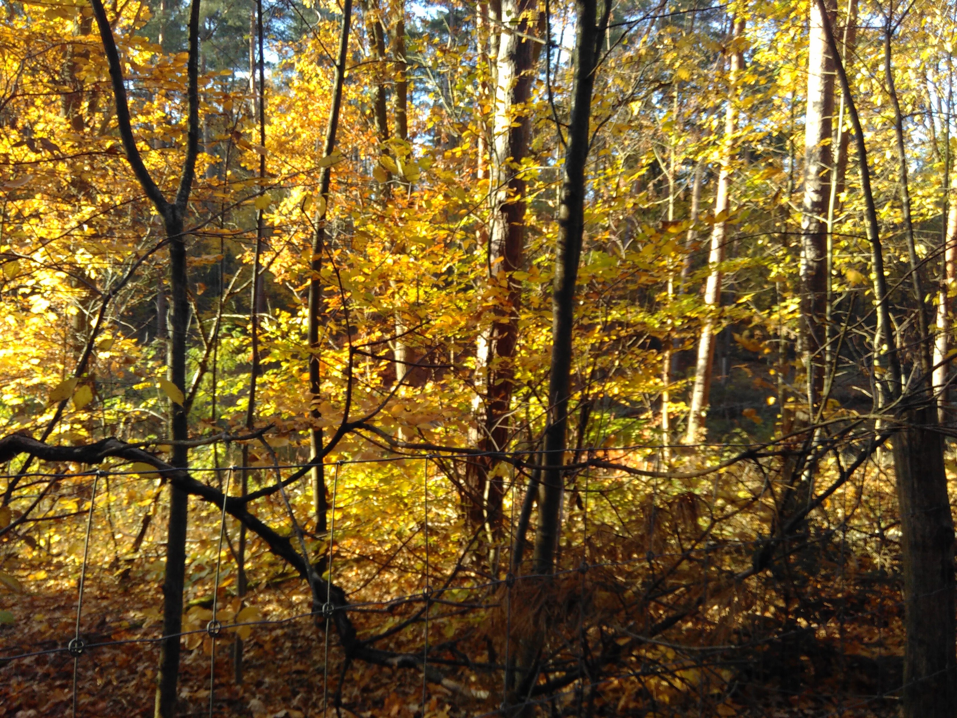 Fuhren mit Lernpraferenzen.jpg